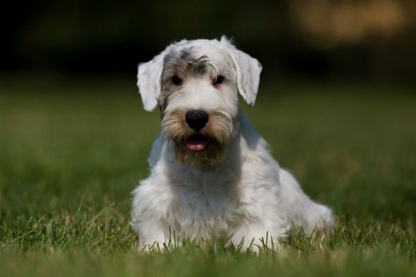 6 Things You Didn't Know About the Sealyham Terrier – American Kennel Club