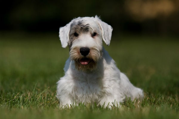 working sealyham terrier