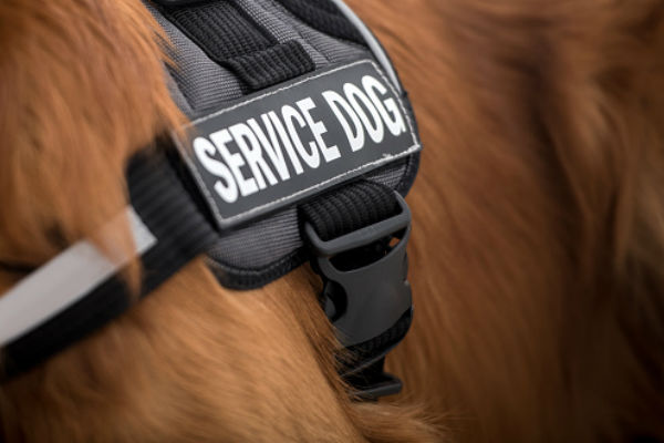 service_dog_body_image_2