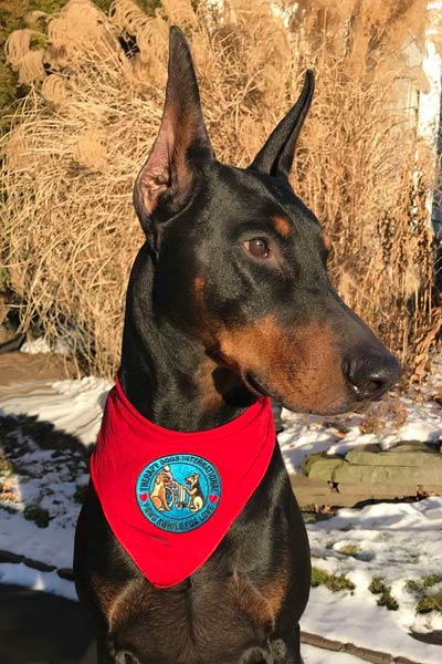 chester therapy dog