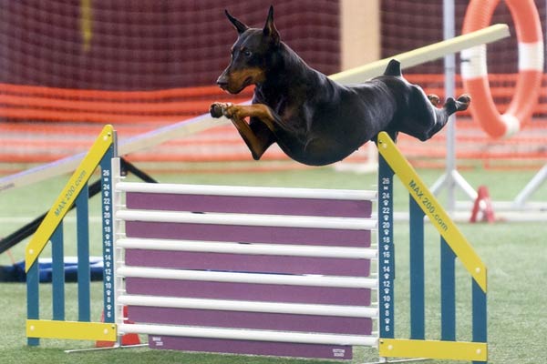 Doberman agility sale training