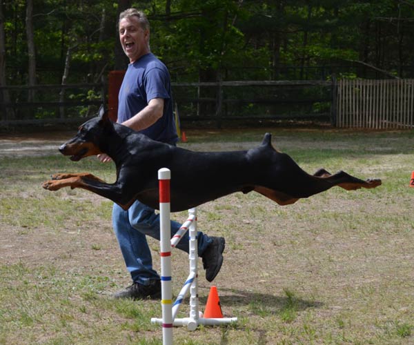 Doberman hot sale agility course