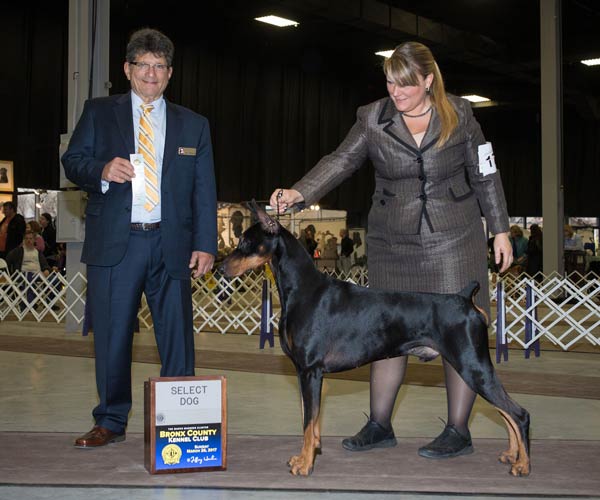 Westminster Will Be Just One of This Doberman's Many