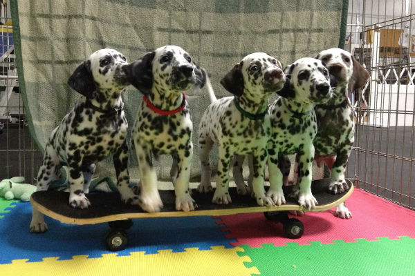 dalmatian puppies