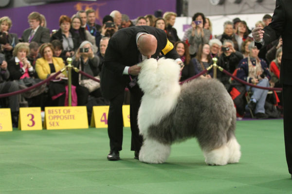 sheepdog westminster