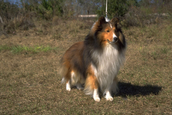 shetland sheepdog