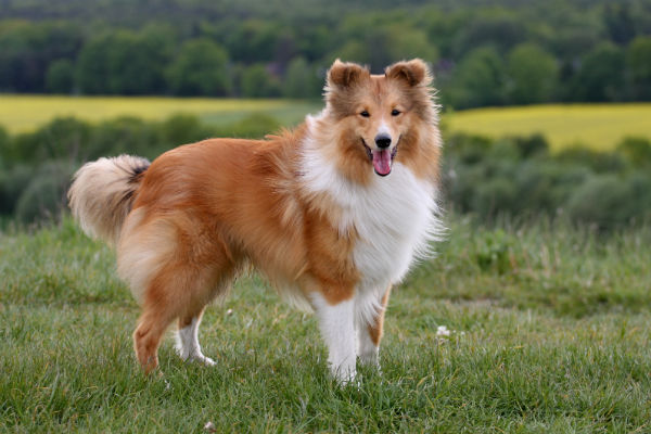 shetland sheepdog