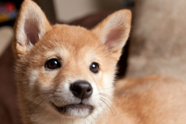 50 Cute Puppies You Ll Have To See To Believe American Kennel Club