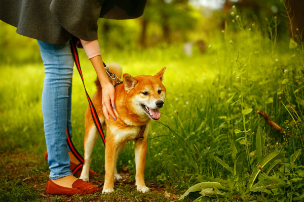 shiba inu on leash