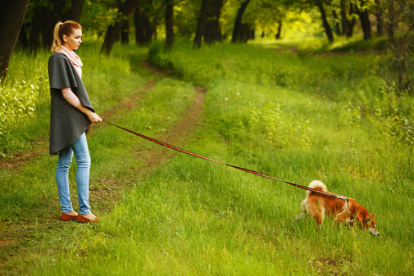 shiba walking