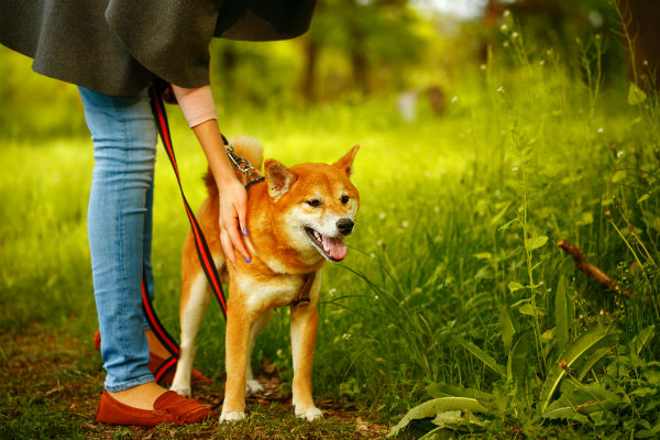 shiba with sitter