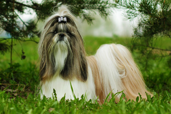 is a shih tzu a toy breed