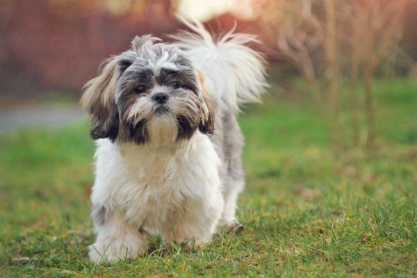 shih tzu 100 years ago