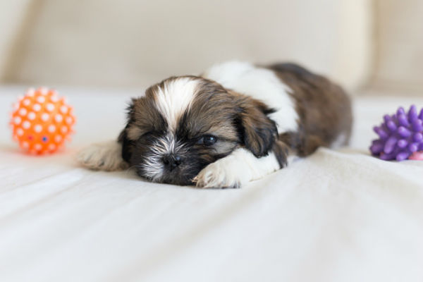 cute fluffy puppies