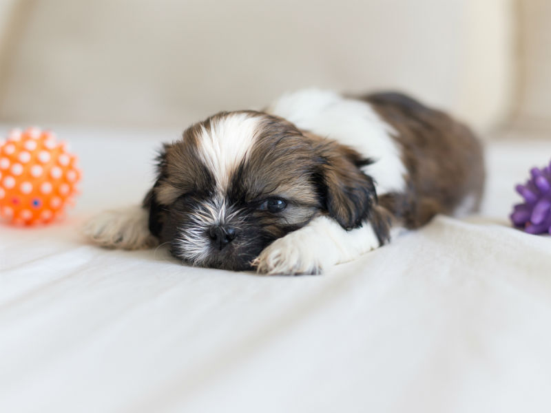 Things You Didn't Know About the Shih Tzu American Kennel Club