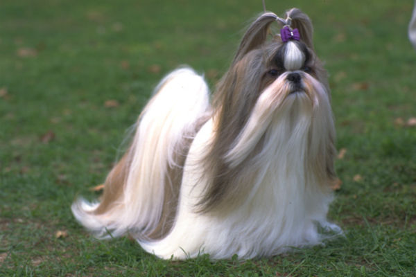 shih tzu