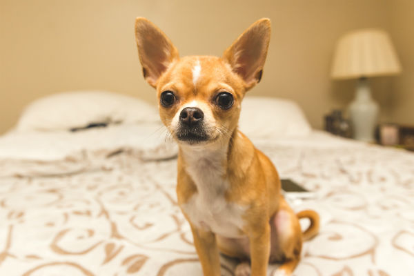 akc chihuahua