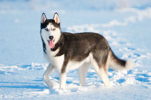 most athletic large dog breeds