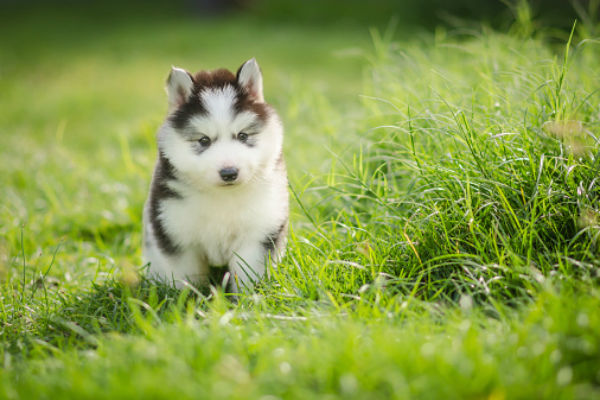 top 100 cutest puppies