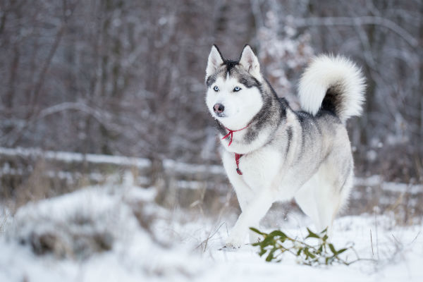 do huskies really like cold