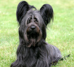 dog skye terrier