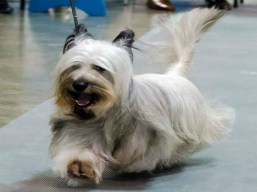 blue skye terrier