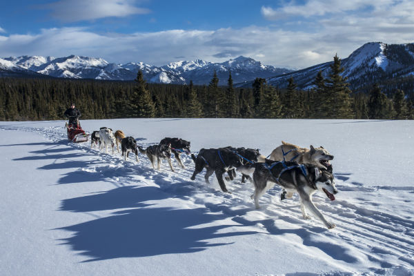 sled dogs