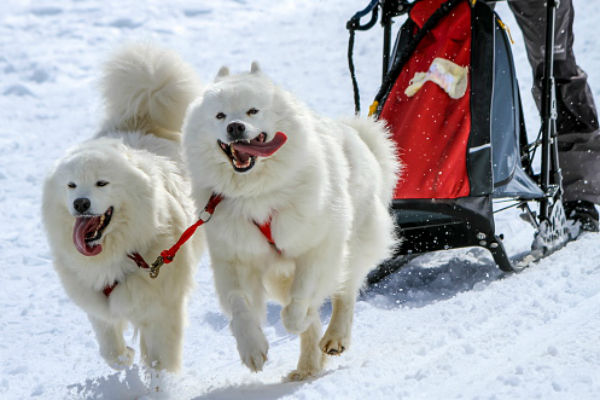 bobsled dogs