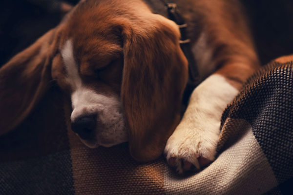 puppy moving in sleep