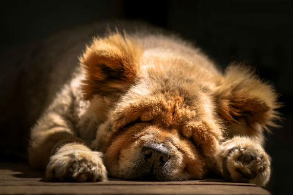 sleeping dogs images