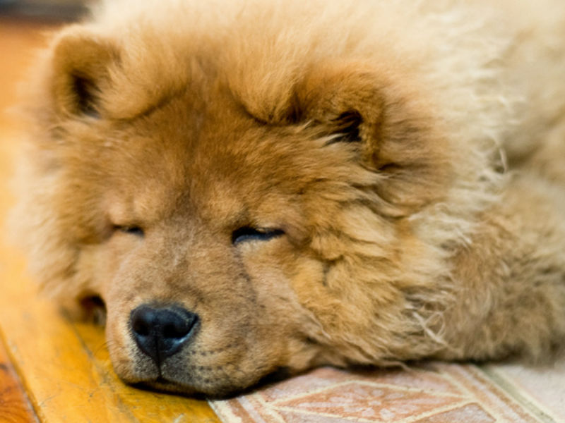 sleeping chow