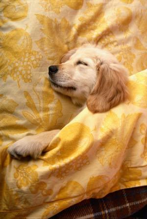 sleeping golden