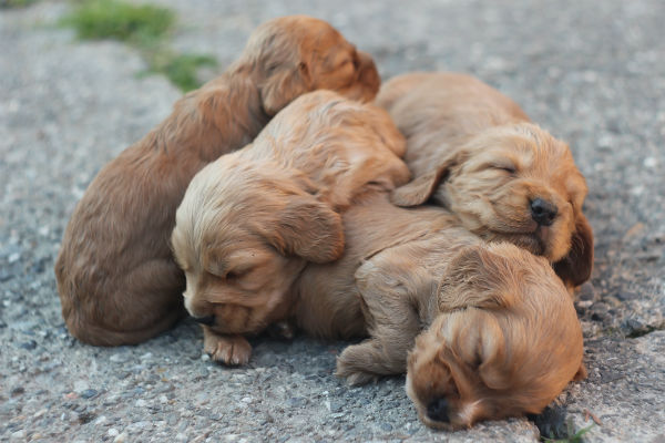 How Long Are Dogs Pregnant Dog Gestation Period