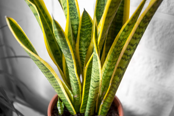 are snake plants safe for cats and dogs