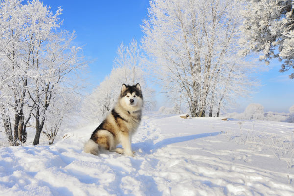 malamute sled dog