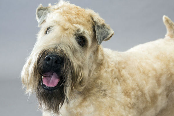 Terrier de froment à poil doux