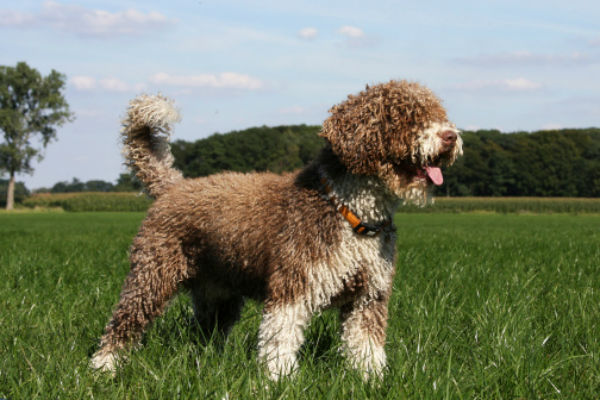 Water! 16 Breeds That Are Born to Swim 