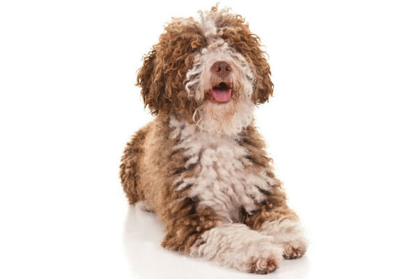 Curly Haired Dogs That Dont Shed Sale, 53% OFF 