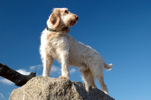 spinone italiano