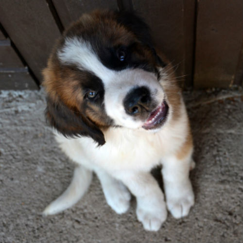 50 Cute Puppies You Ll Have To See To Believe American Kennel Club