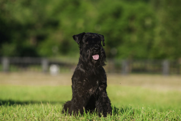 schnauzer standard