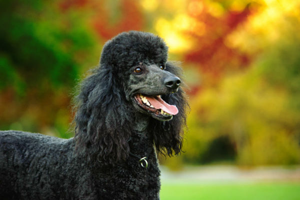 are standard poodles good swimmers