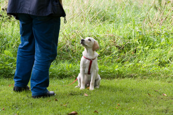 Puppy Training Classes Benefits of AKC S.T.A.R