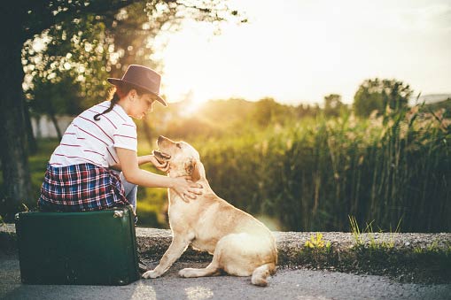 suitcase dog