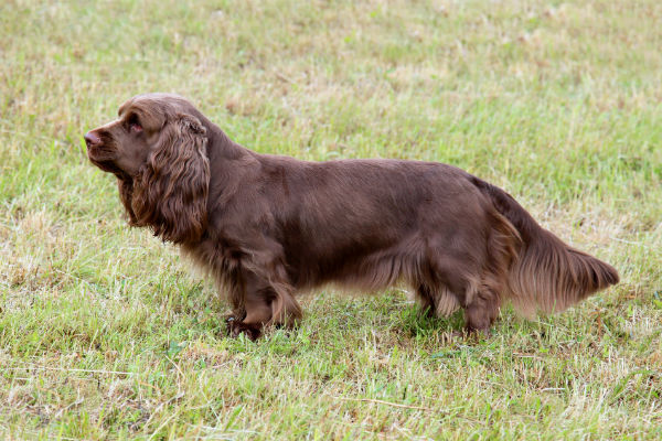 what is an akc springer spaniel