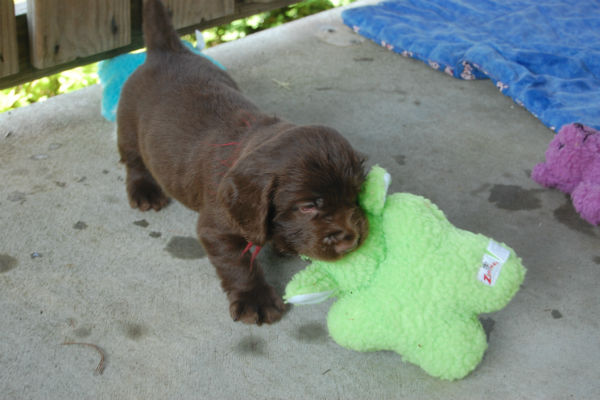 sussex puppy