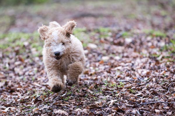 Mini spanish hot sale water dog