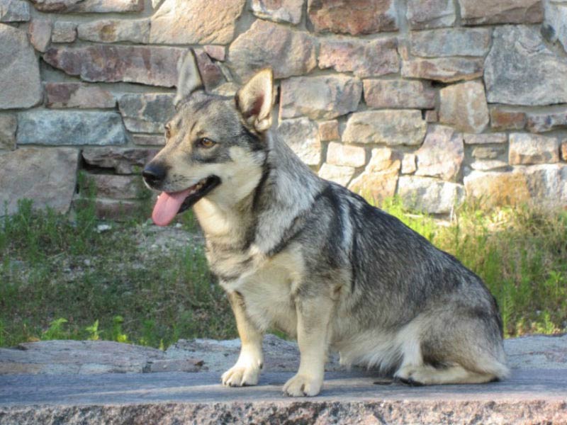 6 Things You About the Swedish Vallhund – Kennel Club