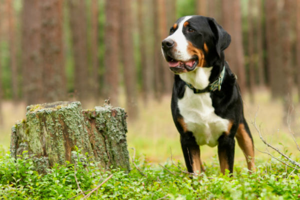 Meet the Muscular and Confident Greater Swiss Mountain Dog