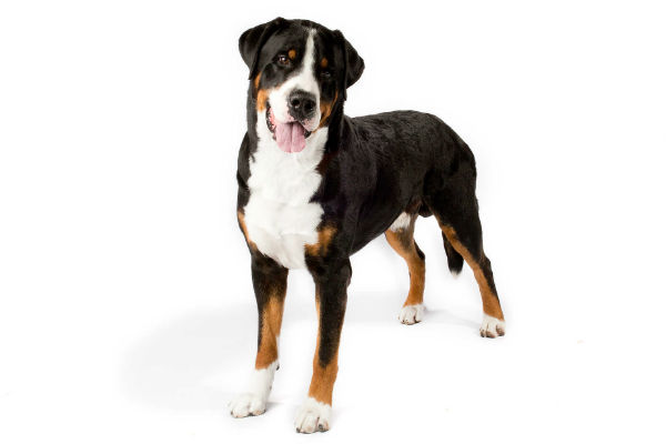 Greater swiss mountain dog 2024 personality